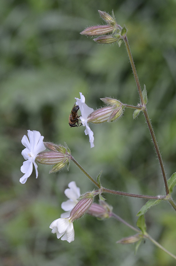 Silene latifolia (=Silene alba) / Silene bianca